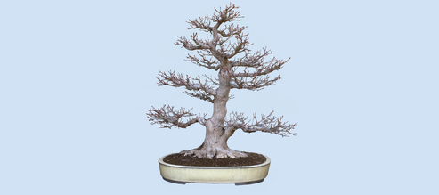 Kalender  - Bonsai Arbeitskreis Steinfurt