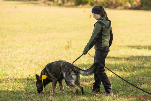Suchen können die Hunde von Natur aus! Unsere Aufgabe ist es, das Verhalten so zu steuern, dass es für uns Menschen nutzbar wird!