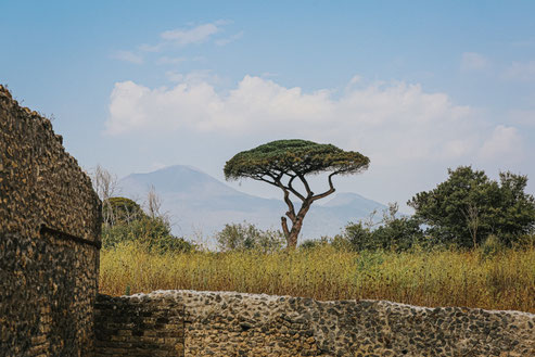 tree in the african forest: forest protection projects