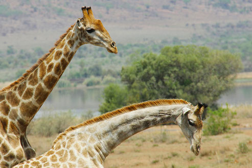 giraffes in the african forest: projects to preserve biodiversity