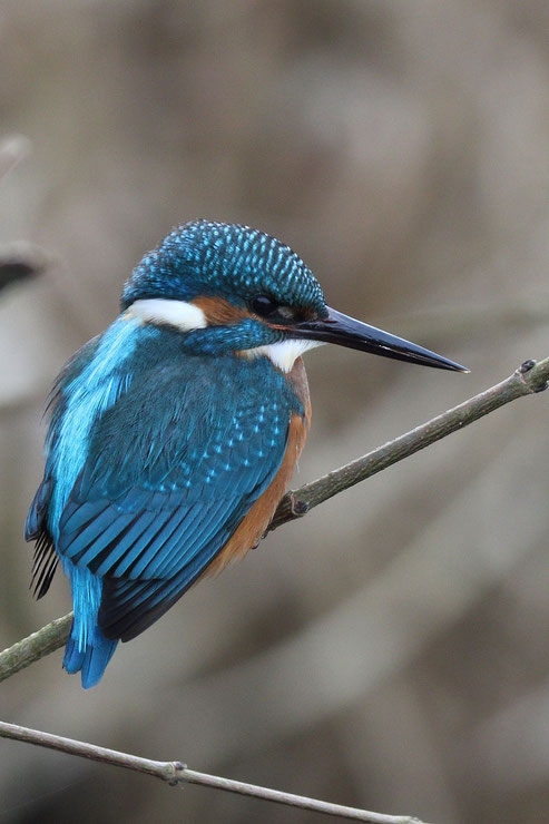 Eisvogel - Enger Bruch Januar 2017