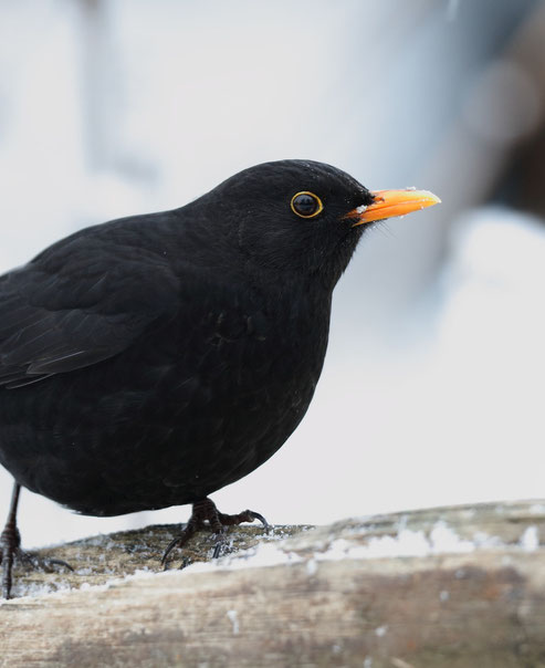 Amsel- Bi-Theesen Januar 2016