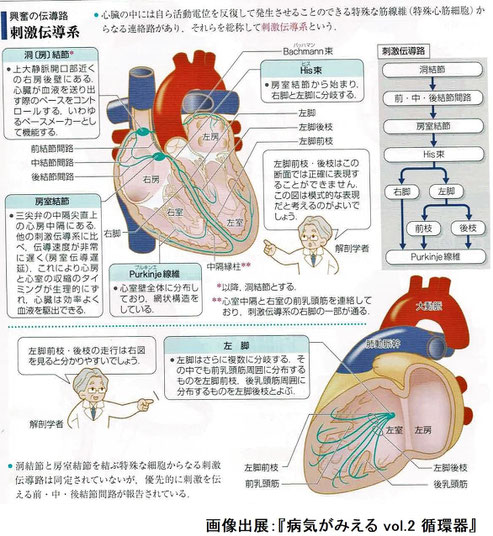 刺激伝導系