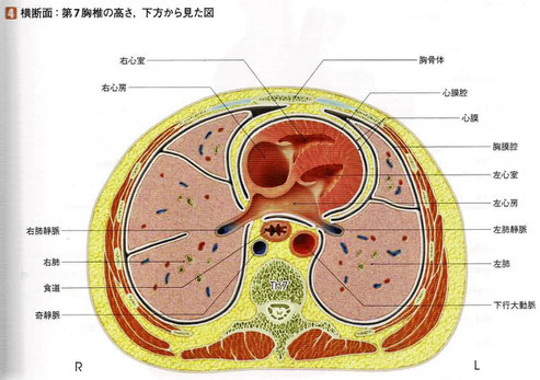 心臓の横断面：第7胸椎の高さ