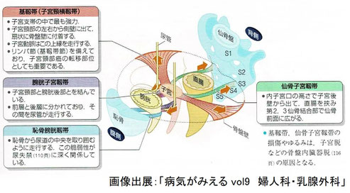 骨盤腔内