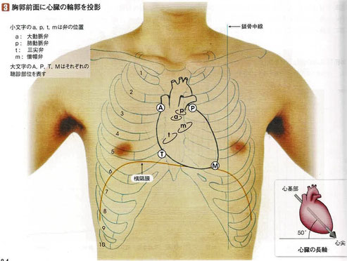 心臓の位置
