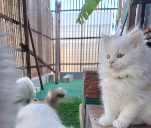 猫　ミヌエット　ブリーダー　ペットホテル