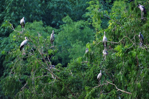 De beaux oiseaux noirs et blancs dans la réserve de Thung Nham au Vietnam