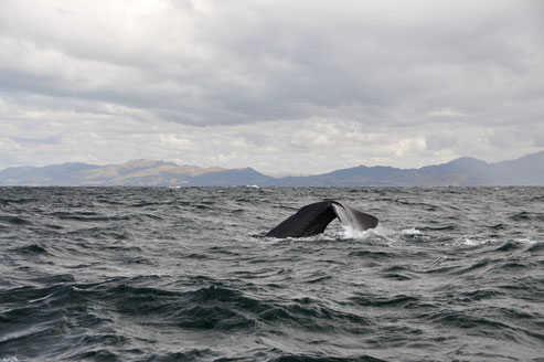 Humpback Wal Copy Right by MG