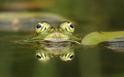 Kleiner Wasserfrosch © A-M.Kölbach