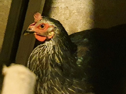 Abend mit Huhn Lucinda