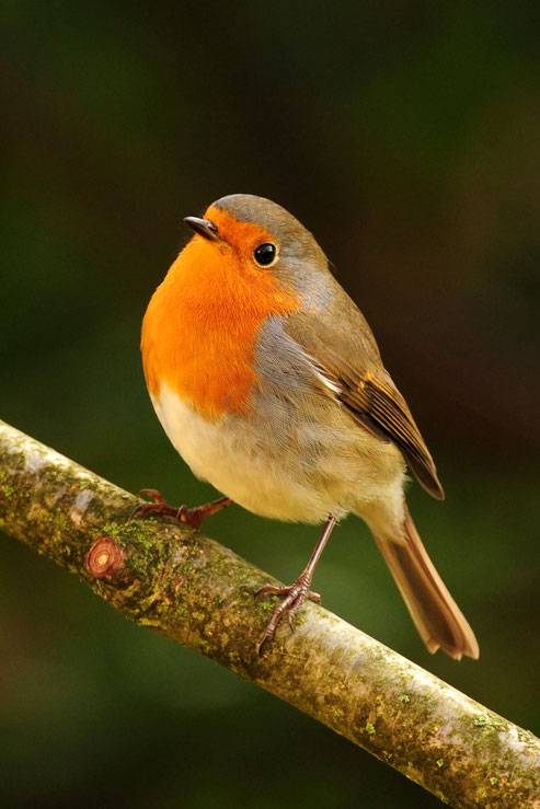 Kein Wunder, dass dieser Vogel mir der herzförmig roten Brust und den schwarzen „Knopfaugen“ den Menschen sympathisch ist. 