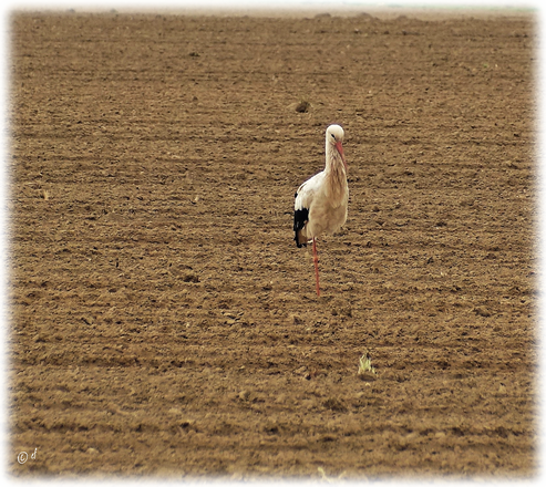 Dieser Storch macht gerade eine Pause