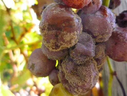 Wijntermen betekenis Botrytis Cinerea Edele rot