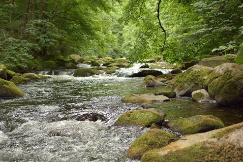 ein bach im wald, Raum für Begegnungen, Praxis für psychosoziale Beratung in Eugendorf bei Salzburg
