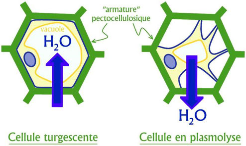 Schéma de la turgescence et de la plasmolyse d’une cellule végétale en fonction des flux d’eau