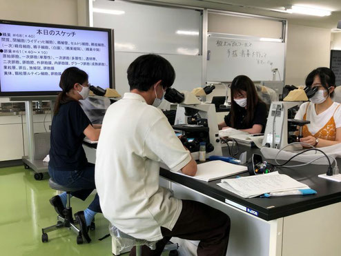 作業療法学・理学療法学専攻２年生に対して行っている解剖学実習の一風景です。ヒトの組織標本を顕微鏡で観察して、組織･細胞レベルでの構造を理解します。