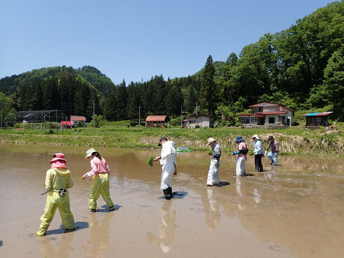 田植え