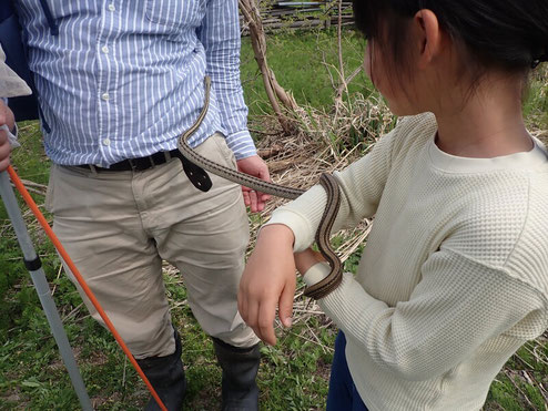 田んぼの生き物調査隊