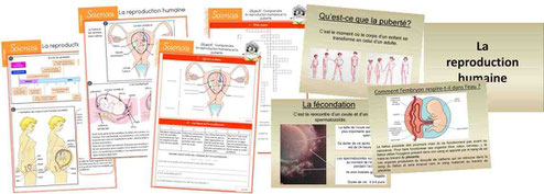 Reproduction Humaine Laclasse2delphine Reproduction Humaine Laclasse2delphine