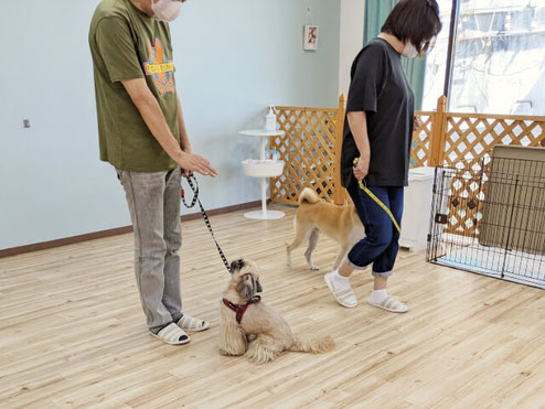 飼い主さんとペットがトレーニングしている様子