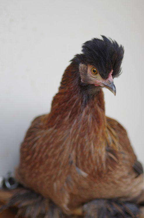 Piepsi, unser Küken, wird zu Minette, unserem Huhn mit Haube