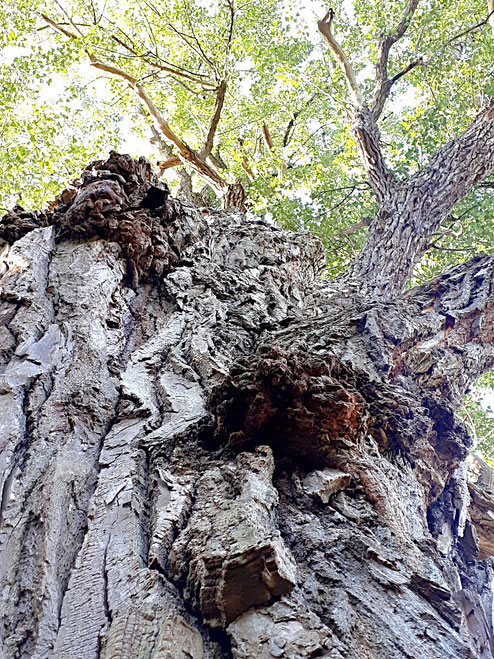 Unbeschreiblich mächtige und uralte Schwarzpappel als Weltenbaum der Sumpfwälder in den Niedersächsischen Landesforsten, Sommer 2018. 