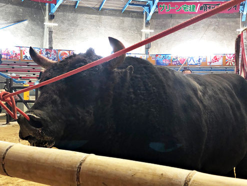 秋場所　勝利牛　鞍馬ジュゴン