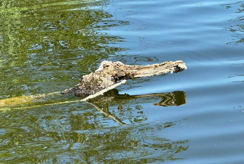 (Bild: buebikernews)