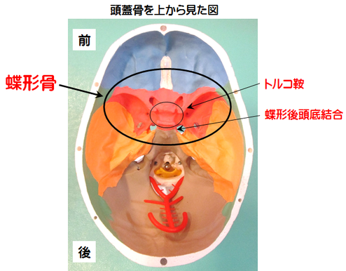 体の機能 蝶形骨 千葉市中央区 公園通り整体院