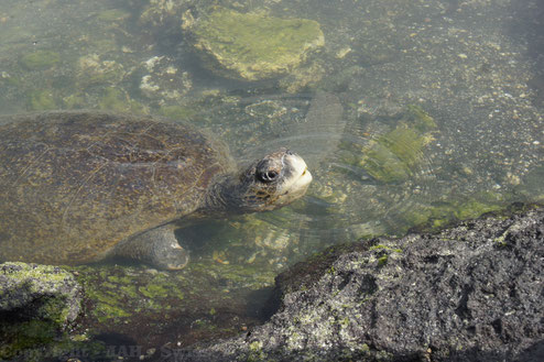 Galápagos Inseln - Schnorcheln ist eine sehr beliebte Aktivität auf Galápagos Kreuzfahrten