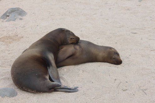 Island Hopping Inselhüpfen Galapagos mit ECUADORline buchen