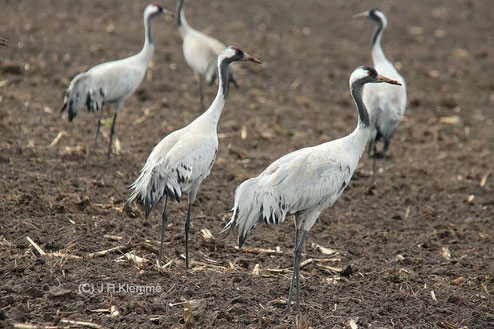 Kranich (Grus grus) Adulte Vögel bei der Nahrungssuche auf einem Acker in der Nähe vom Rehdener Geestmoor (Kr. Diepholz, NS) [März]