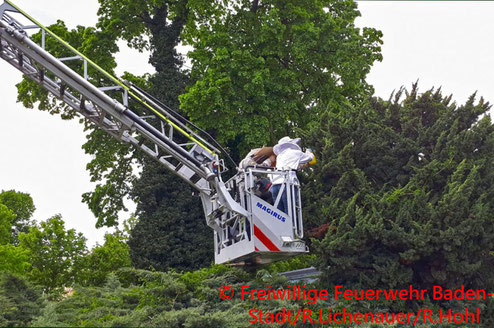 Feuerwehr; Blaulicht; FF Baden; Einsatz; Tierisch; Imker; Finken; Vogel; Biene;