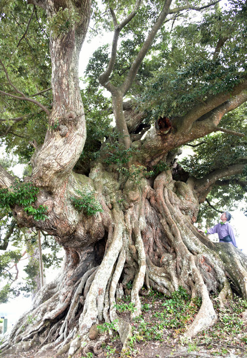 【中古】 宮城の巨樹・古木/河北新報社/宮城県緑化推進委員会 宮城の巨樹・古木 河北新報社 宮城県緑化推進委員会