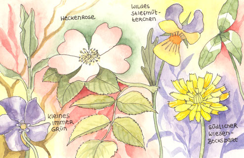 Illustration "Bunte Botanik": Südlicher Wiesen-Bocksbart, Wildes Stiefmütterchen, Hecken-Rose, Kleines Immergün