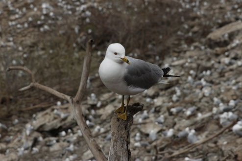 Vogelkolonie Niagarafälle