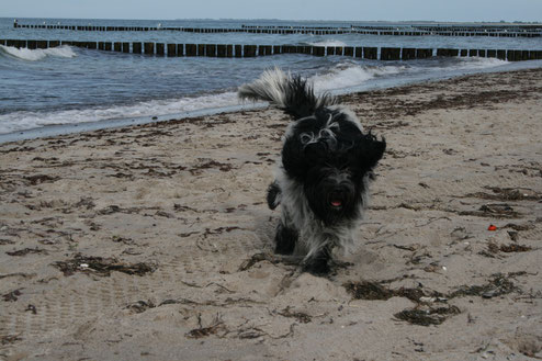 Espi liebt Spaziergänge am Strand! Den Sandengel beherrscht er auch schon.😁