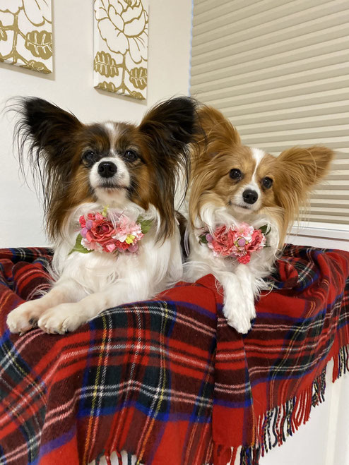 犬連れ ワークショップ 花冠