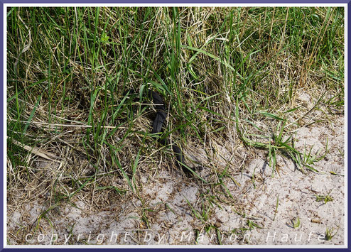 Kreuzotter (Vipera berus), 03.05.2020, Darß/Mecklenburg-Vorpommern