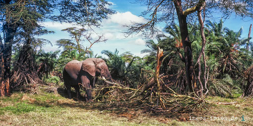 Elefantenbulle im Amboseli National Park, Kenia. Geschossen mit einer Minox 35, auf Kodakchrome 64, 1982. Nicht die optimale "Wildlife-Kamera"!