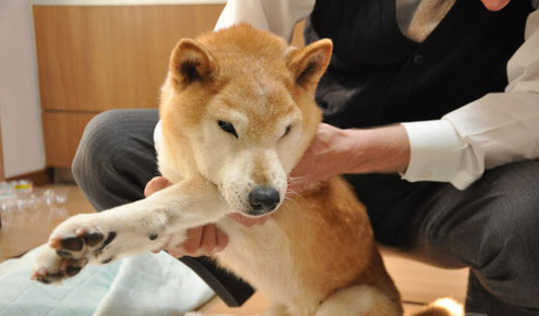 老犬を介護する高齢男性