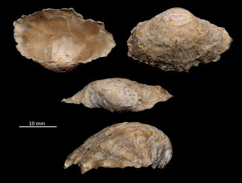 Anomia burdigalensis, Miocene dell'Aquitania