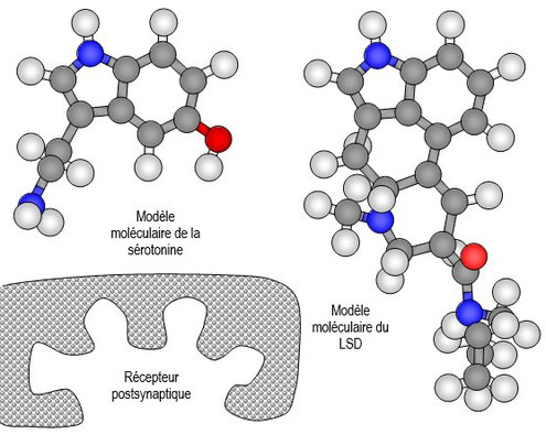 Structure similaire de la sérotonine et du LSD permettant à cette drogue de se lier au récepteurs à la sérotonine sur les neurones du cortex visuel et entrainent les hallucinations. Source: schémas SVT.