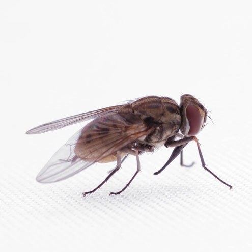 Fliegen gelangen oft durch geöffnete Fenster und Türen ins Haus