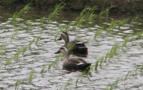 田んぼはヤゴやカエルなど生命を育むビオトープのようなもの。サギや鴨などの野鳥も舞い降ります。