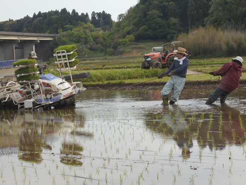 山裾の田んぼは膝下ぐらいの深さの田んぼが多く田植機が沈んでしまうことも良くあります。その都度引っ張り上げるなど、本当に大変です。