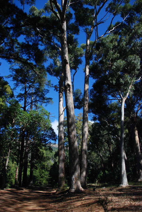 Towering invasive Eucalyptus in the Tokai Arboretum much criticised for roibbing the land of water and crowding out the fragile fynbos vegetation