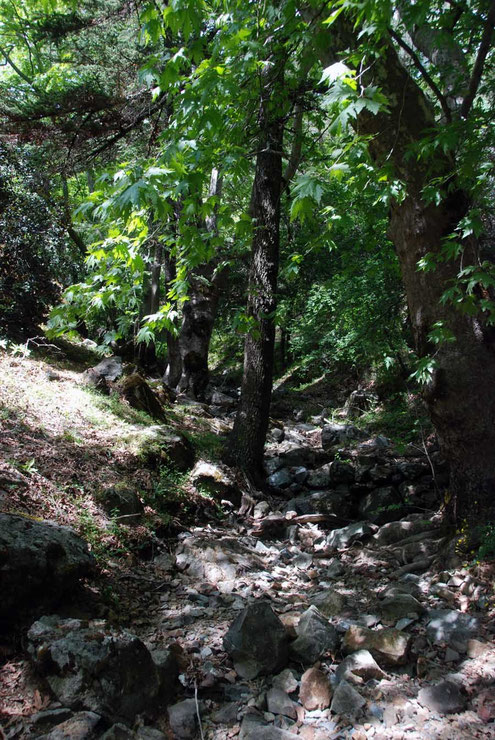 Dry stream bed and Plane Tree at Cedar Valley