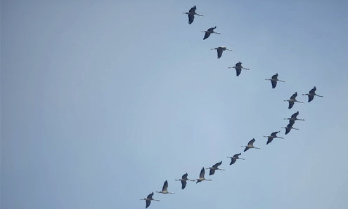 grues cendrées (source : oiseaux.net)